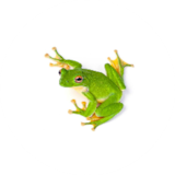 Amphibolix