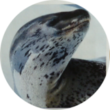 seeleopard