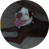 JovandyF1