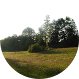 Farnfee