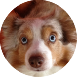 sbertschi