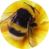 Lovebee_o