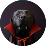 blackhusky