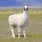 DanidasLlama
