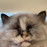 MrLovely